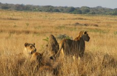 Condé Nast Traveler Ranks Phinda Private Game Reserve Third on ‘Top 100′ List Known for its stunning landscapes, diverse ecosystems and luxury safari lodges,...