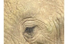 Photo: Elephant Tears This photo was taken on a South African wildlife game reserve...