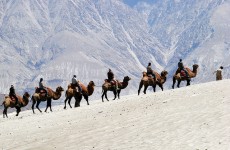 Why a camel you ask? We figured a horse is too...