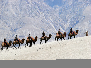 camel
