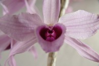 orchid