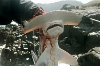 shark