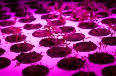 Each year, the Philadelphia International Flower Show never falls short of...