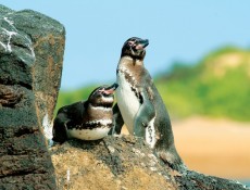 IN FOCUS: Experience the Wonders of Galapagos and Antarctica on These Photo Expeditions Travel and photography have always gone hand-in-hand, but now there are...