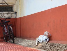 Pin It: Travel the World – A Goat and a Bicycle in Kerala Travel the World: Kerala - This photo was taken on a side...