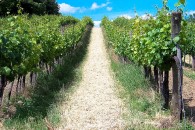 Rocker Dave Matthews’ Sustainable Winery is Truly the ‘Best of What’s Around’ By Kendra Bailey Morris It’s a Tuesday afternoon, and I’m...