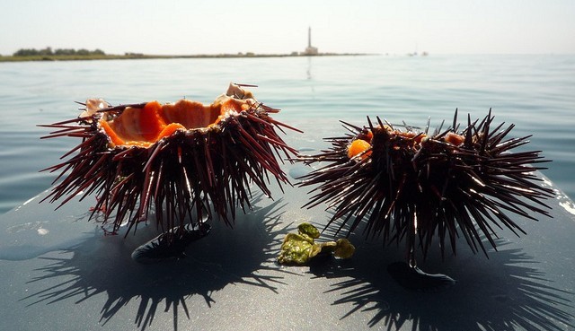 Puglia Sea Urchin - Italy