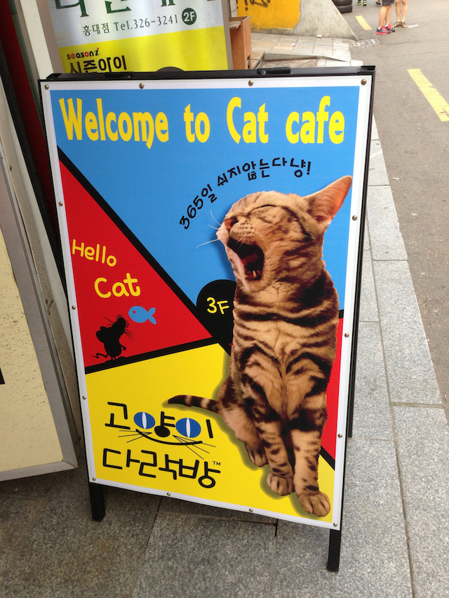 seoul cafe cats