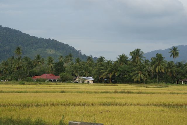 padi field langkawi