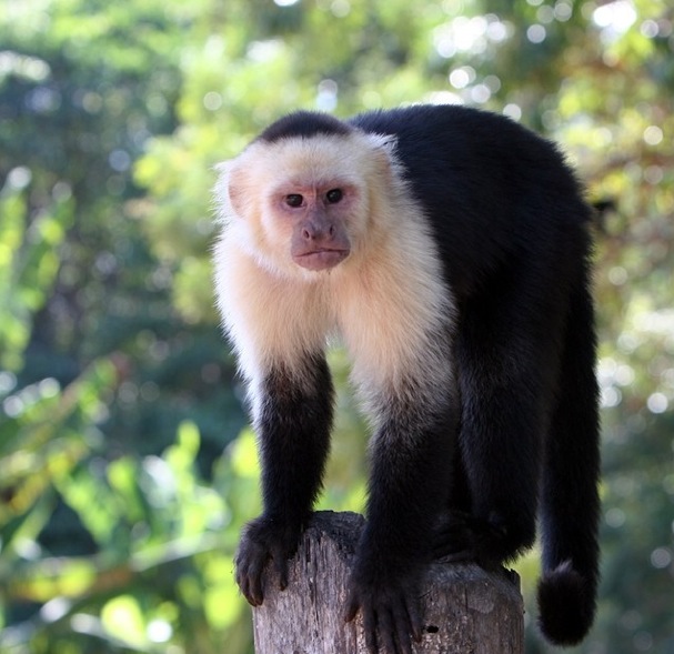 white-headed capuchin, a monkey 