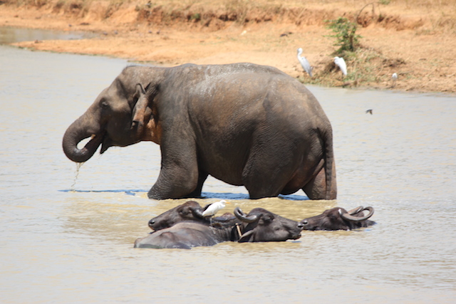 elephant and buffalo safari uda walawe sri lanka
