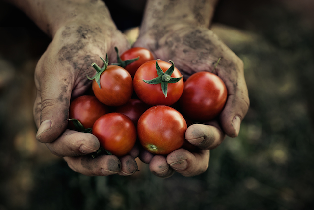 tomato harvest photo