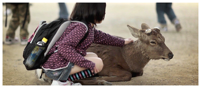 Japanese School Girl Fondles a Sika Deer in Nara
