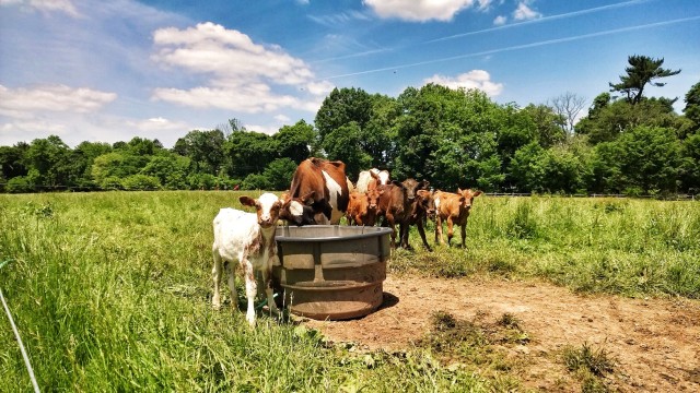 cherry grove farm grass fed cows