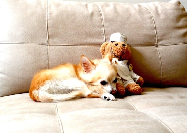 Dolce with bear