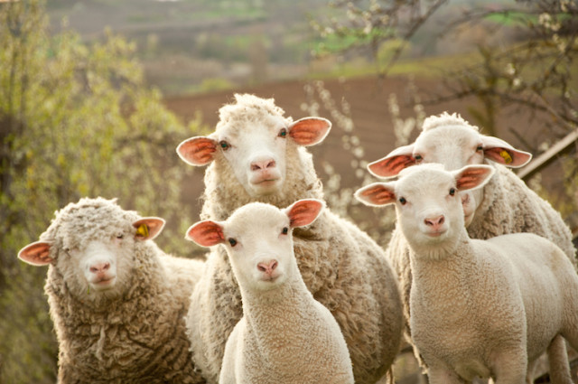 sheep mob