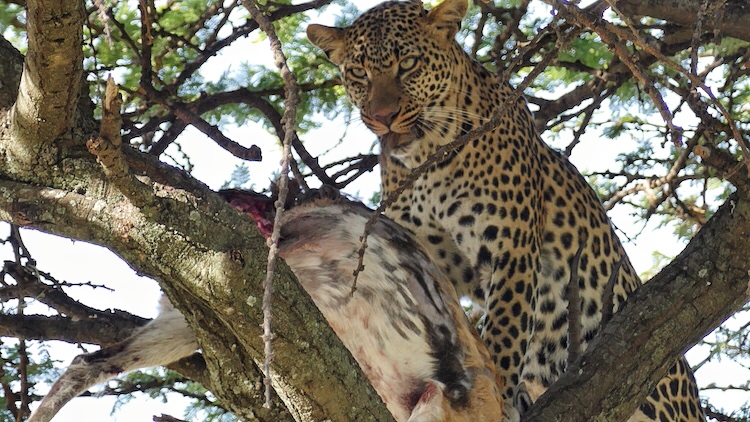 leopard maasai mara