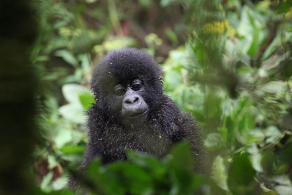 Baby_gorilla