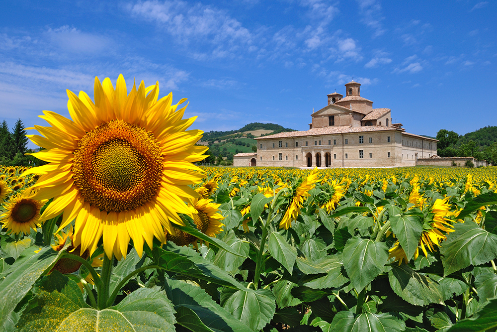 Le-Marche-Countryside-With-Sunflower