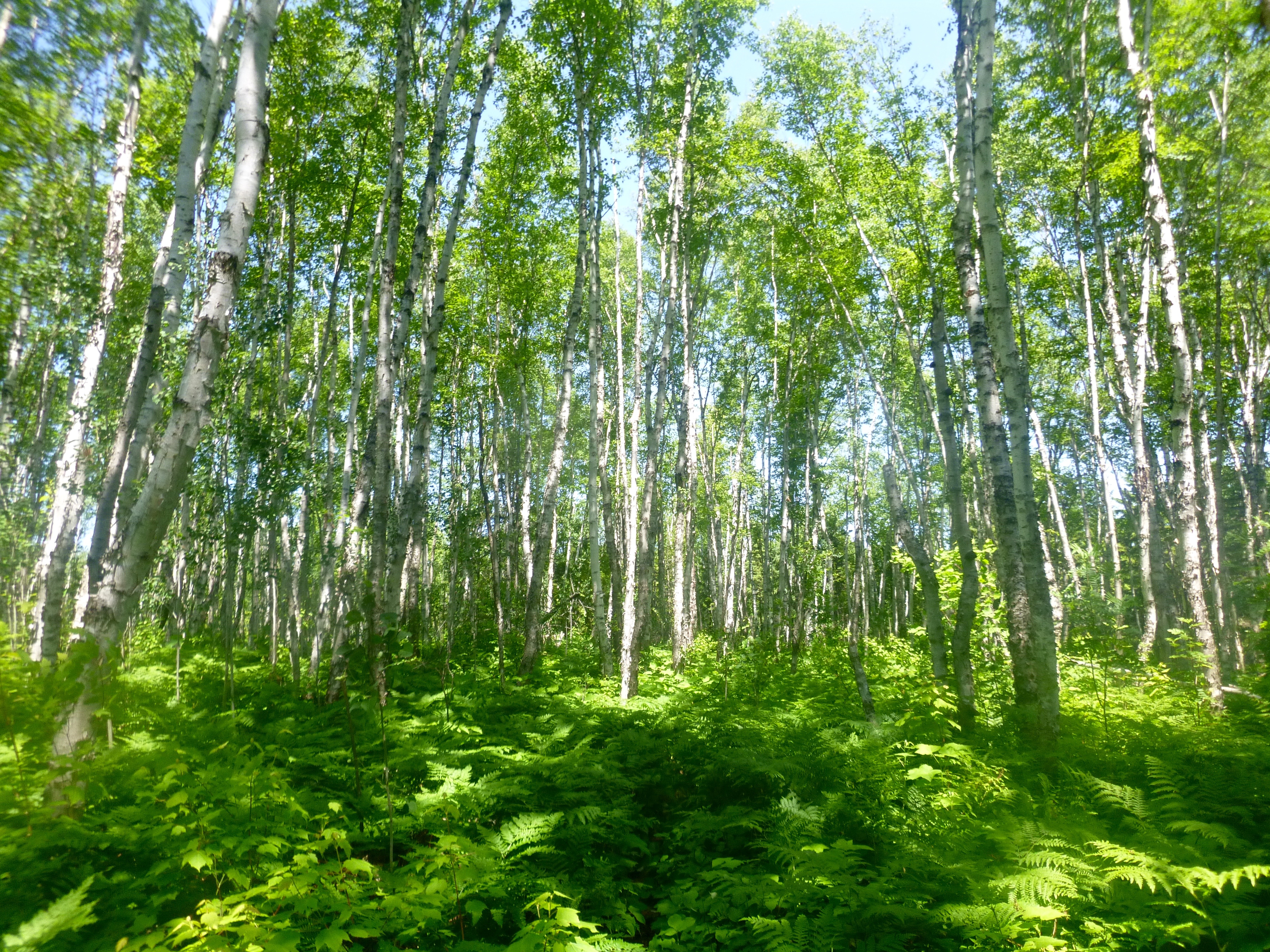 isle-royale-creditdarius-nabors