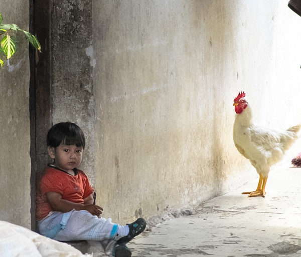 boy with chicken Guatemala
