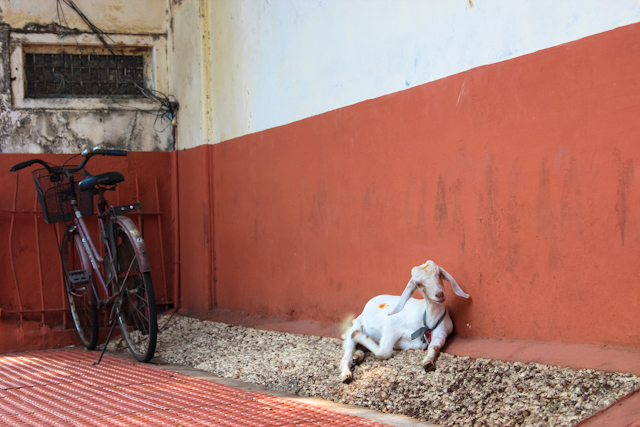 goat in kerala