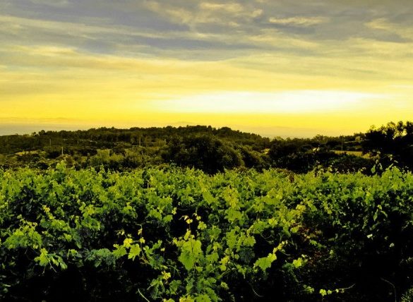 Biodyanmic winery sunset