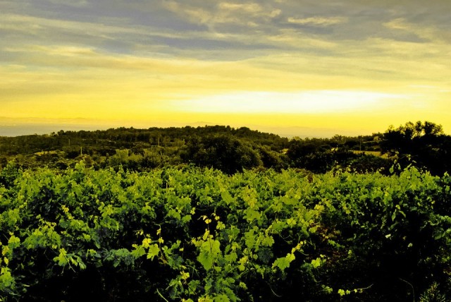 Biodyanmic winery sunset