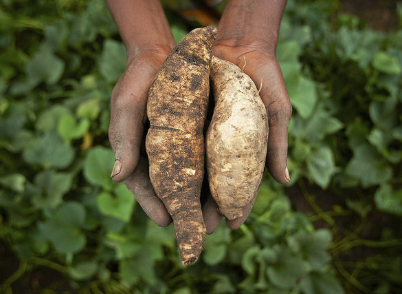 tanzania sweet potato