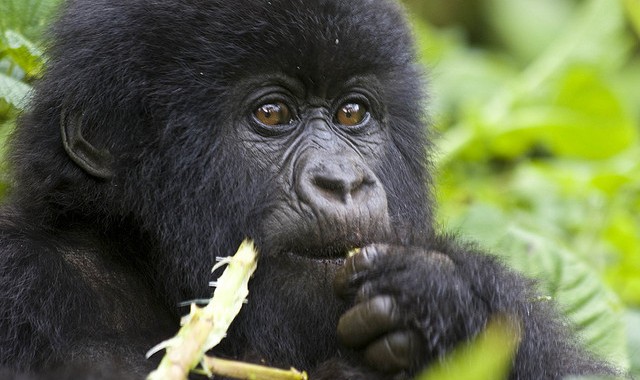 Gorilla in Bwindi National Park Uganda