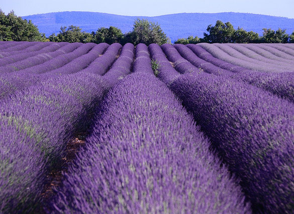 lavender route