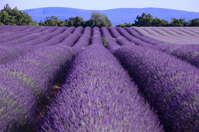 lavender route
