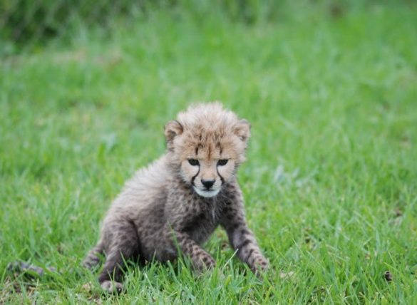 Cheetah baby