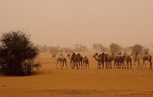 camels healthcare africa