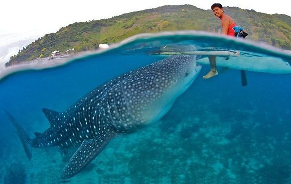 donsol whale shark