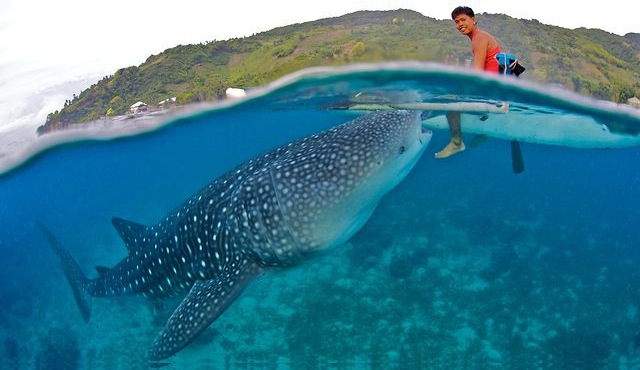 donsol whale shark