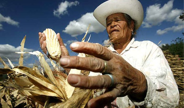 mexico farmer