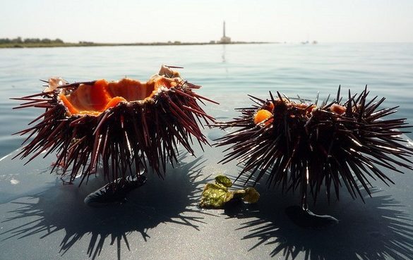 Puglia Sea Urchin - Italy