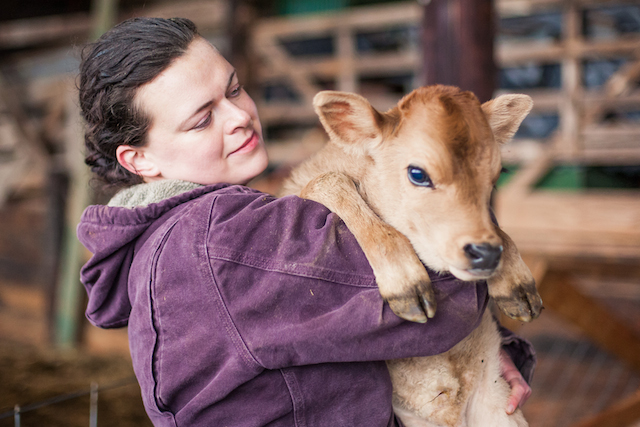 Caring for the Cattle - Oxbow Farm