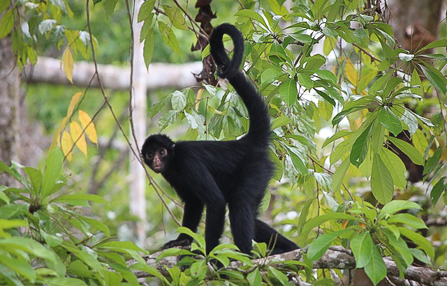 spider monkey amazon jungle
