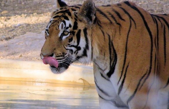 tiger reserve india