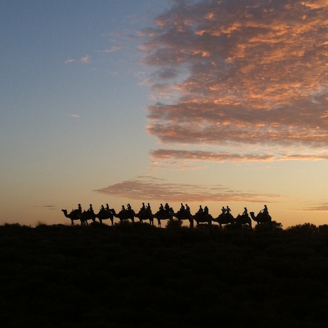 camel tour uluru