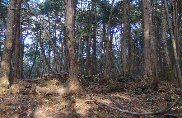 Aokigahara Forest