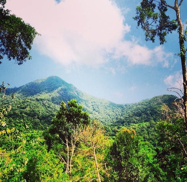 ko chang jungle