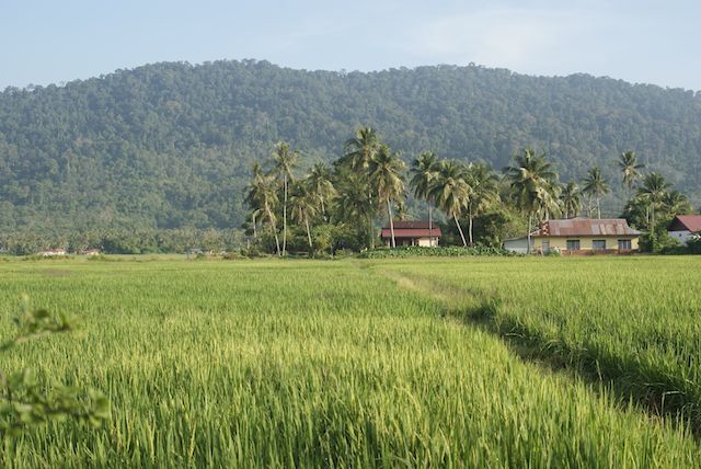 padi field langkawi