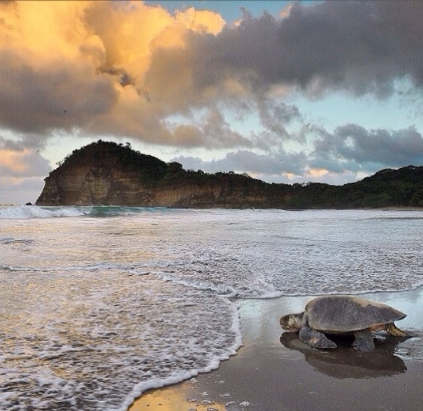 sea turtle on the shore of La Flor Beach