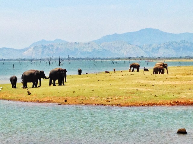 safari in sri lanka