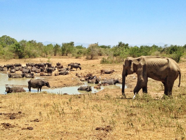 safari in sri lanka