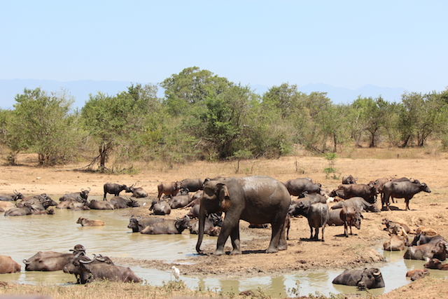 elephant safari uda walawe sri lanka