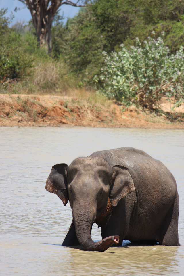 elephant safari uda walawe sri lanka